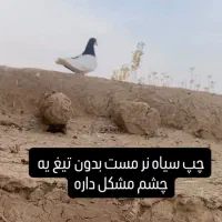 کبوتر پرنده چپ سیاه|پرنده|دشتابی, |دیوار