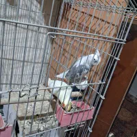 عروس هلندی مولد