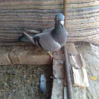 کفتر آلمانی