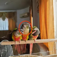 طوطی گرنچیک|پرنده|لنگرود, |دیوار