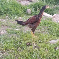 جوجه لاری اصل