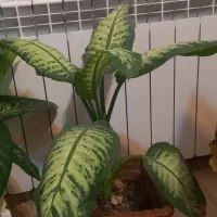 گل دیفین باخیا در انواع متفاوت|گل و گیاه طبیعی|مشگین شهر, |دیوار