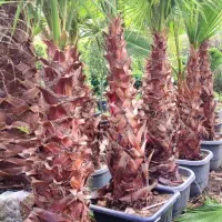 فروش انواع گیاهان تضعنی