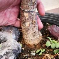 بنسای جید سن بالا و قطور|گل و گیاه طبیعی|تهران, چیتگر جنوبی|دیوار