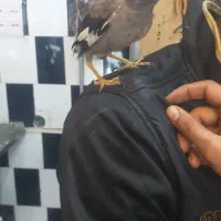 مینا