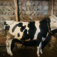 فروش گوساله و گاو