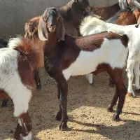 نر بز تگه|حیوانات مزرعه|قم, قلعه صدری|دیوار