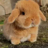 پانسیون نگهداری فروش لوپ مینیاتور جیبی خرگوش|موش و خرگوش|اصفهان, بهاران|دیوار