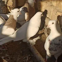 کبوتر پتیوال یا ترکیه ای|پرنده|ابریشم, |دیوار