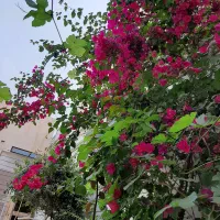 منزل ویلایی سه طبقه ۲۵۲ متر دورشهر خ بسیج|فروش خانه و ویلا|قم, هنرستان|دیوار