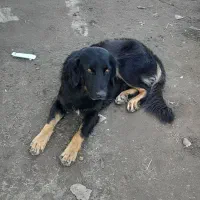 معاوضه این سگ ها|سگ|رودبنه, |دیوار