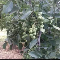 نهالستان  انواع ارقام میوه ارسال ب همه استان ها