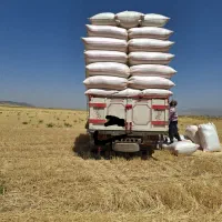 کاه|لوازم جانبی حیوانات|ازنا, |دیوار