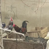 خروس گلین|حیوانات مزرعه|مهریز, |دیوار