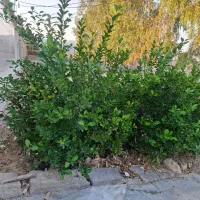 فروش نهال لیموترش لیمو امانی