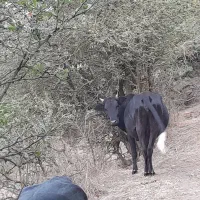 گاو شکم دار|حیوانات مزرعه|رودبار, |دیوار