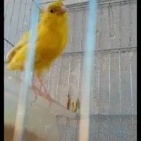 قناری نر و ماده|پرنده|کرج, عظیمیه|دیوار