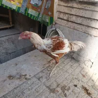 خروس لاری مرغ جوجه خروس