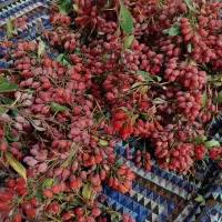 زرشک اعلا تازه