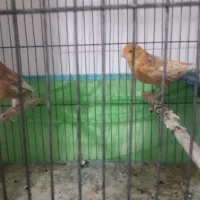 قناری فااو|پرنده|میانه, |دیوار