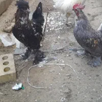 مرغ خروس تزئینی|حیوانات مزرعه|ننور, |دیوار