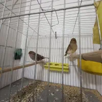 قناری و مرغ خروس لاری