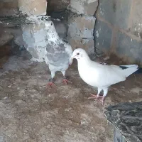 کبوتر پرشی