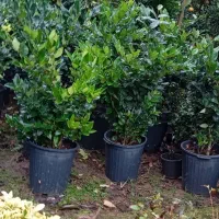 یاس هلندی قیچی خورده سطل 12|خدمات باغبانی و درختکاری|رامسر, |دیوار