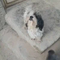 سگ شیتزو نروماده|سگ|آبپخش, |دیوار