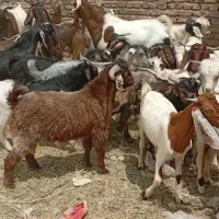 گوسفند کهره چاق کیلی بم