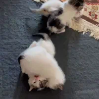 واگذاری گربه