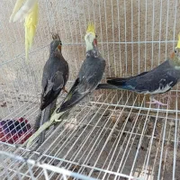 عروس هلندی ۴ عد|پرنده|مینودشت, |دیوار