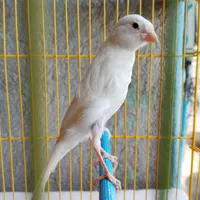 قناری نر و ماده همه رنگ