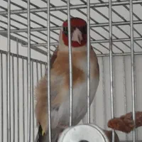 سهره نر جوجه قفس(معاوضه)