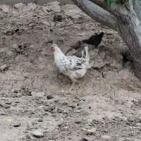 مرغ گلین لری وجوجش  ۴۰روزه