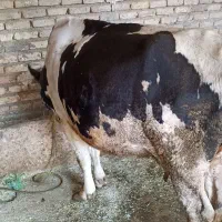 گاو|حیوانات مزرعه|کرمانشاه, |دیوار