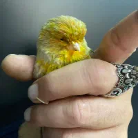 قناری نر کرست اورجینال