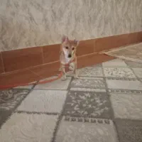 پامر اشپیتز