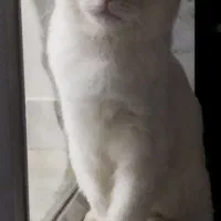واگذاری گربه هیمالین نر ۶ ماهه