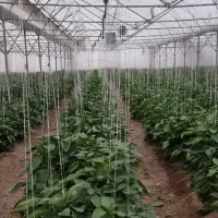 سرکارگر گلخانه|خدمات باغبانی و درختکاری|فلاورجان, |دیوار