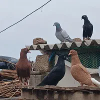 کبوتر.دشت ازادگان هویزه