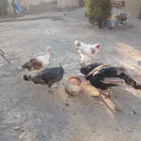 بوقلمون|حیوانات مزرعه|هشتگرد, تهران دشت|دیوار