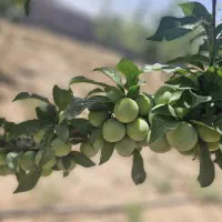 با ۶۵۰ میلیون باغ شخصی خودتون رو داشته باشید