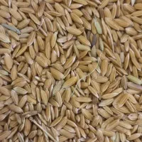 چلتوک لنجان