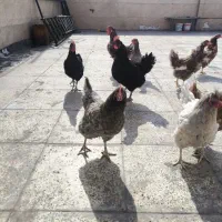 تخم نطفه دار و خوراکی