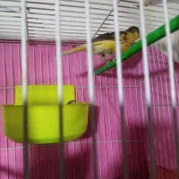 قناری باتخم سهره عروس البینیو دستی نر|پرنده|مشهد, نظام دوست|دیوار