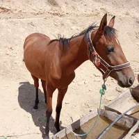 اسب ترکمن|اسب و تجهیزات اسب‌سواری|سنندج, |دیوار