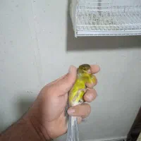 قناری رسمی بلند نر سبز چمنی علیخانی قرص