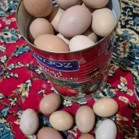 تخم مرغ محلی