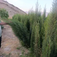 سرو ناز شیراز (اصلی)|گل و گیاه طبیعی|شیراز, سلطان آباد|دیوار